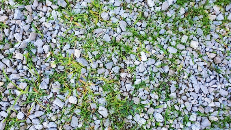 A gravel driveway covered in weeds